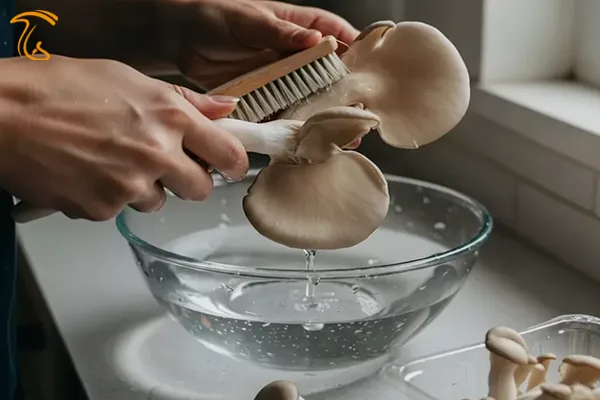 تمیز کردن و شستشن قارچ صدفی
