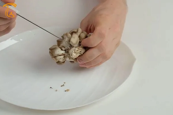 لابلای آبشش ها را با نوک چاقو پاک کنید.