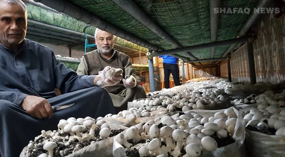 اولین مزرعه قارچ عراق در مقیاس بزرگ بعد از 15 سال تجربه شکست های پیاپی و در مقابل چالش های فراوان صنعت کشاورزی این کشور تاسیس شد.