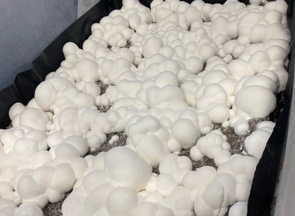 قارچ جادویی گلوله برفییا ماشروم گوله برفی (snowball magic mushroom) جدیدترین مجیک ماشروم جهش یافته از خانواده کیوبنسیس (cubensis)