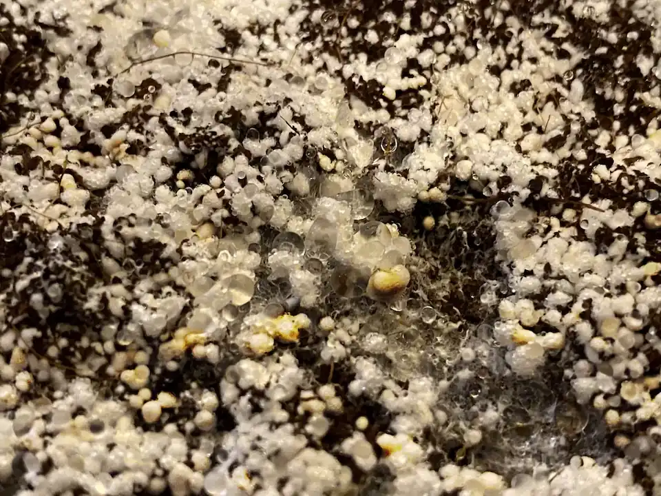 علت پین مردگی قارچ دکمه ای