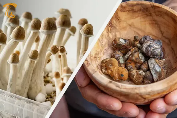 ترافل مجیک ماشروم یا مجیک ترافل (magic truffel) نوعی غده زیرزمین بنام اسکلروتیوم است که میسلیوم قارچ جادویی در شرایط نامساعد برای بقا تولید میکند