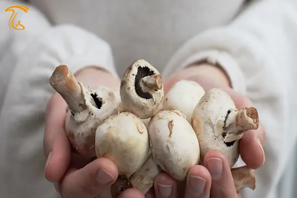 علت پشت باز شدن قارچ دکمه ای - درجه دو شدن محصول قارچ