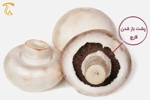 قارچ پشت باز یا درجه سه