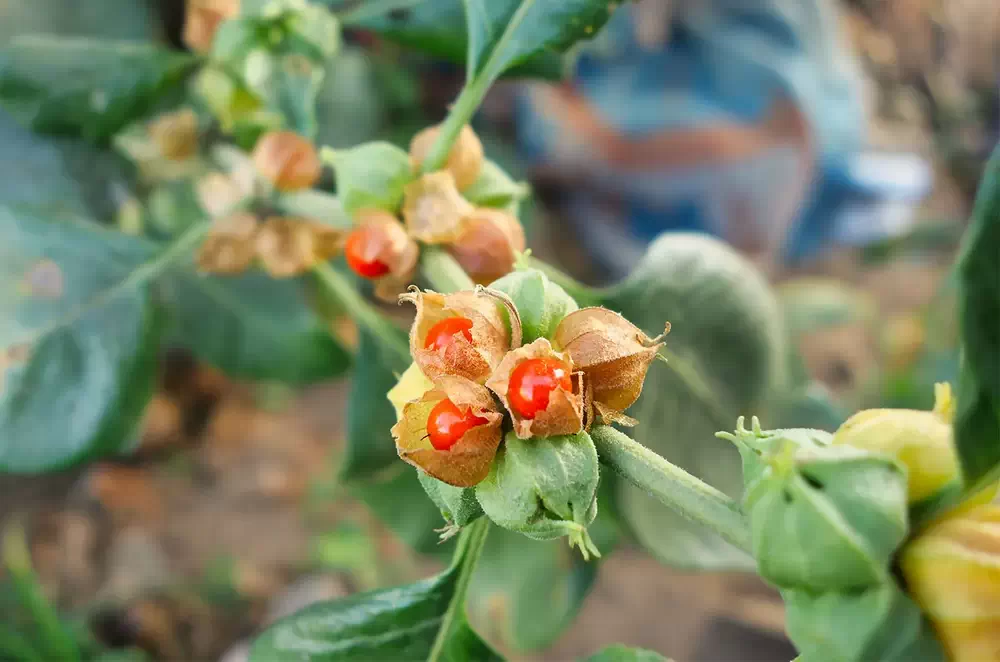 آشواگاندا یا گیلاس زمستانی