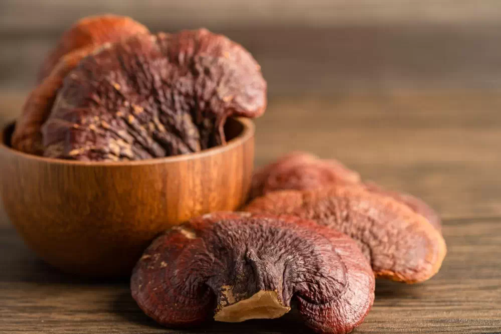 فواید قارچ گانودرما یا ریشی برای مردان