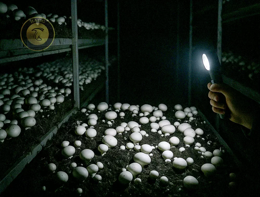 قطعی برق سبب کاهش 35 درصدی تولید قارچ شده است