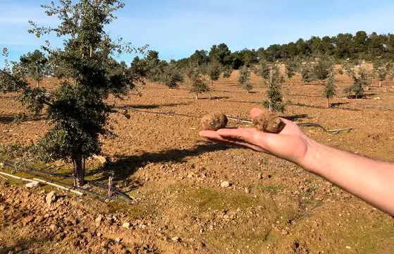 کشت و پرورش قارچ دنبلان