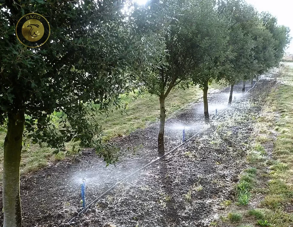 آبیاری مزرعه پرورش قارچ دنبلان
