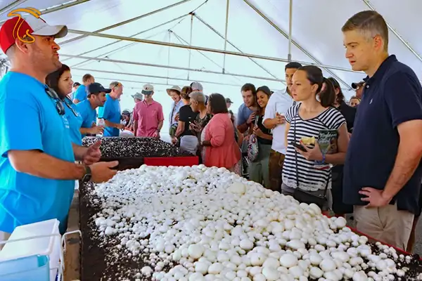 برگزاری جشنواره در چستر پایتخت قارچ جهان
