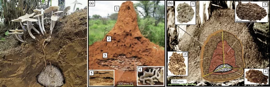 تصویر نحوه رویش قارچ موریانه غول پیکر از تپه گلی موریانه ها و ارتباط با مخزن کشت