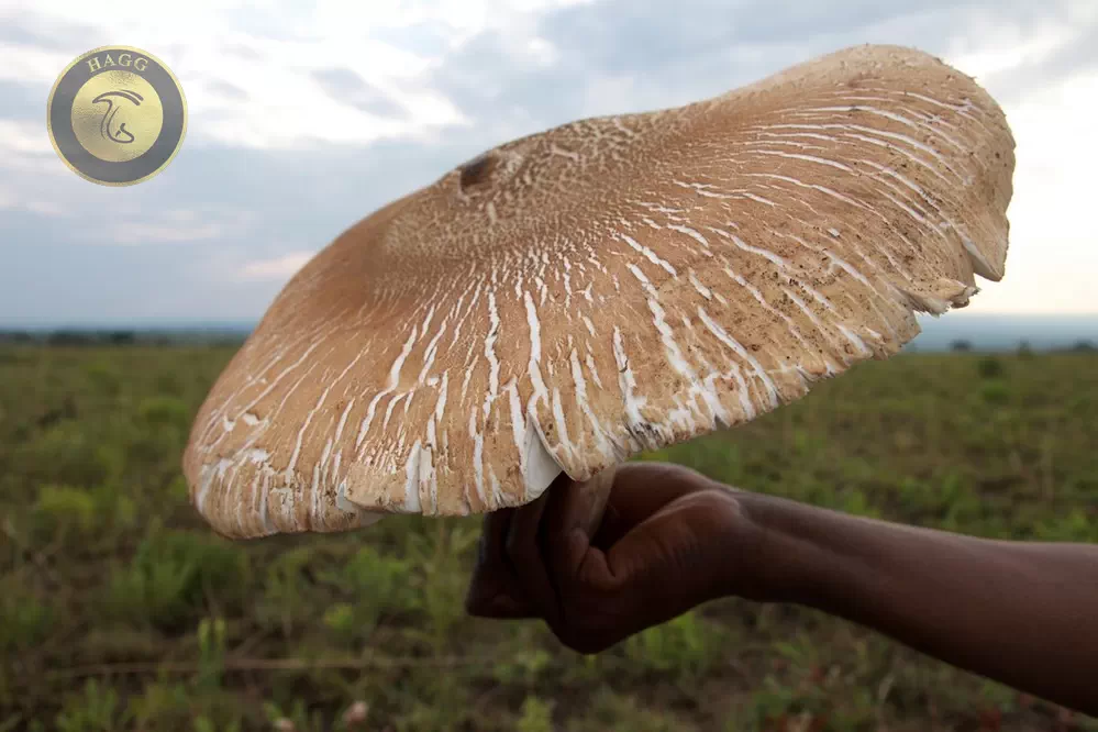 ایچیکولووا یا قارچ موریانه غول پیکر بزرگترین قارچ خوراکی جهان که تنها در غرب آفریقا میروید.