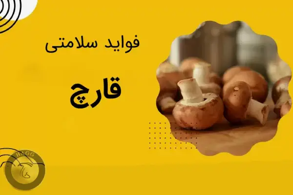 فواید قارچ | خاصیت قارچ