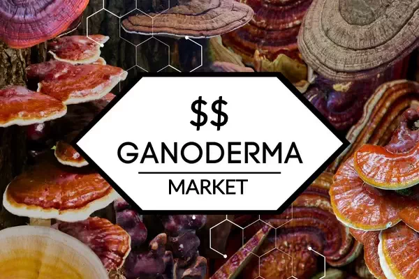 وضعیت سودآوری و بازار قارچ گانودرما در ایران و جهان