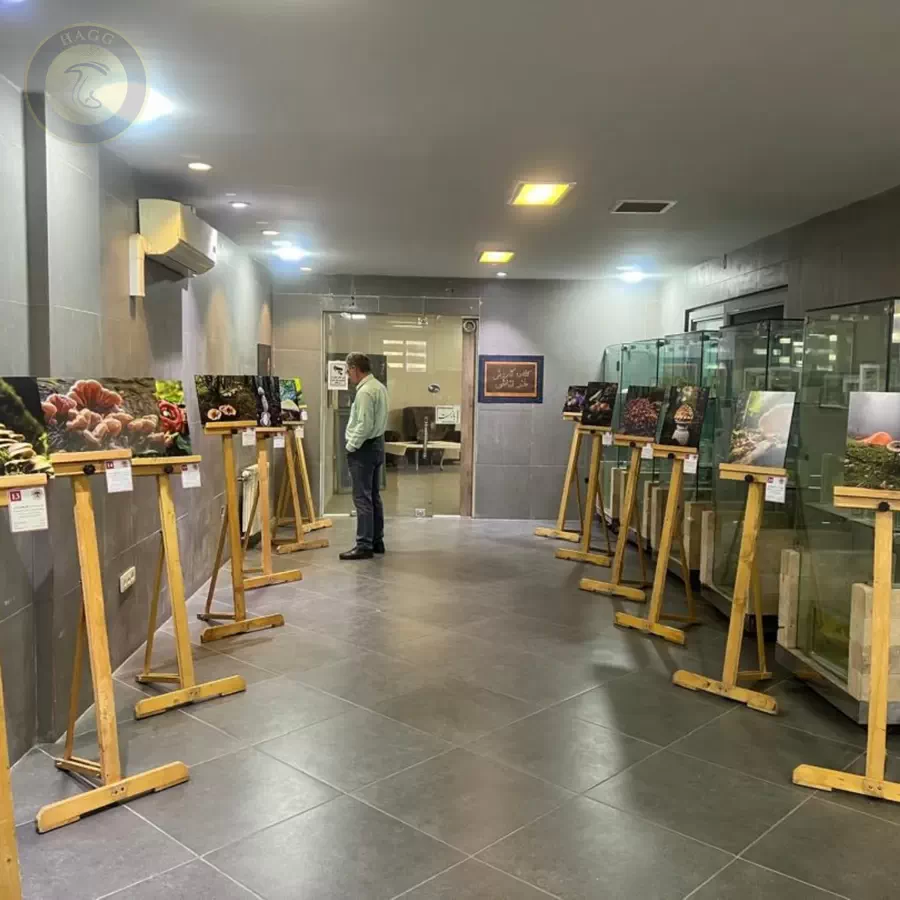 برپایی اولین نمایشگاه عکس قارچ های ایران