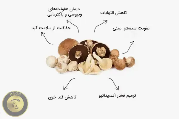 خواص قارچ خوراکی