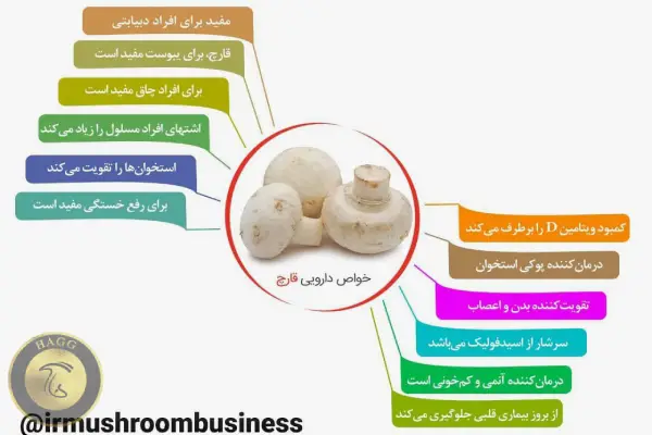 خواص قارچ