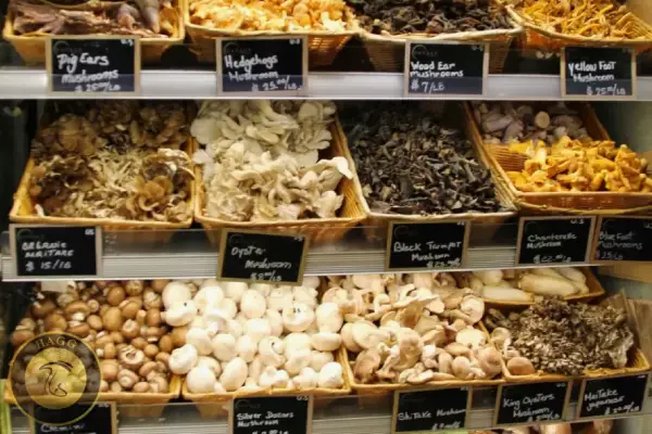 بهای فروش انواع قارچهای خوراکی