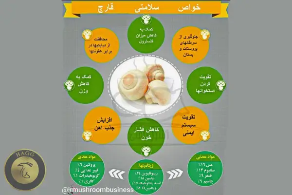 فواید قارچ های خوراکی برای انسان بیشمار است