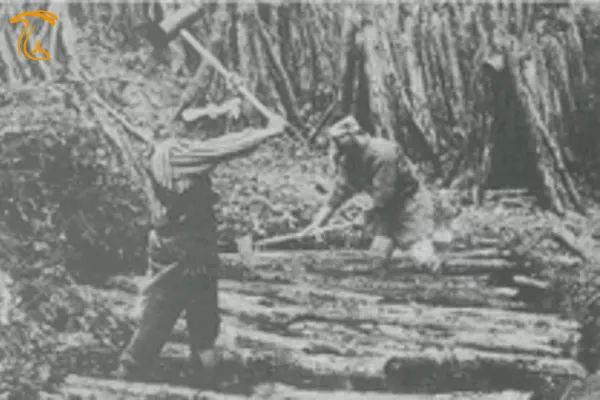 تاریخچه قارچ شیتاکه - کشت سنتی قارچ شیتاکه در اوایل قرن بیستم