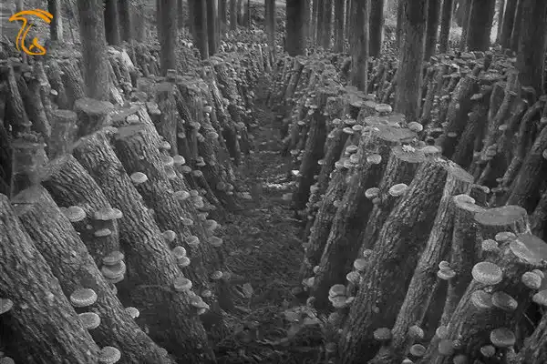 مزرعه سنتی قارچ شیتاکه