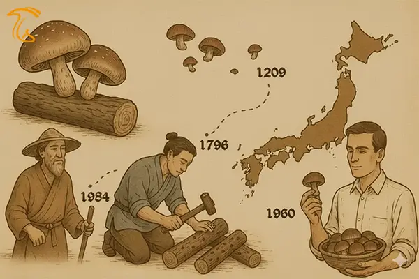 آشنایی با تاریخچه قارچ شیتاکه
