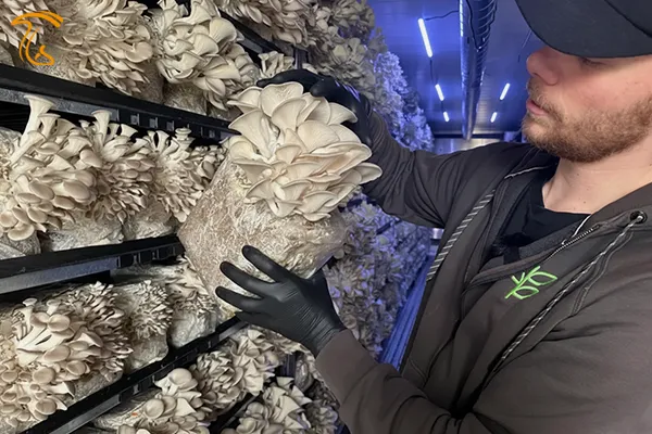 آموزش پرورش قارچ صدفی