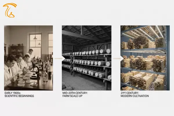 تاریخچه قارچ صدفی