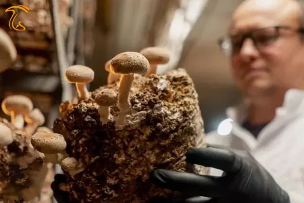 راهنمای کشت و پرورش قارچ شیتاکه