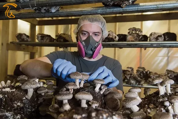 برداشت قارچ شیتاکه از گلخانه