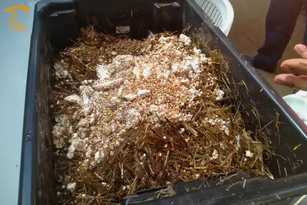 اضافه نمودن اسپان قارچ صدفی به بستر