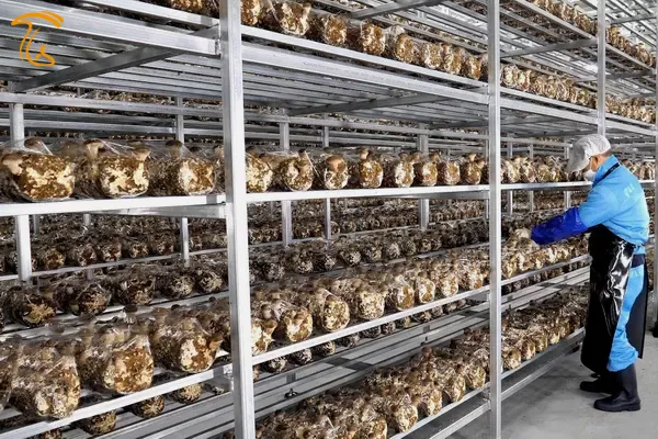 کشت و پرورش قارچ شیتاکه