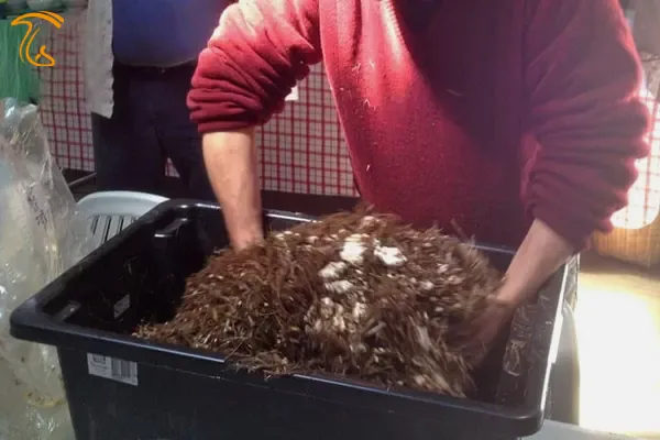 مخلوط کردن اسپان قارچ صدفی با کا