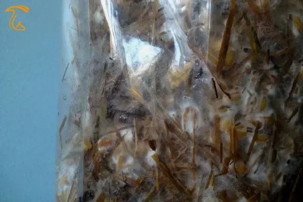 رشد میسلیوم داخل بستر