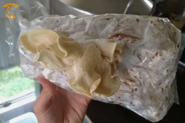 شروع رشد پین‌ها از داخل کیسه بستر