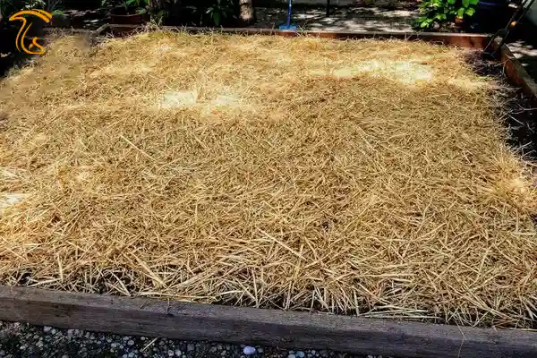پهن کردن کاه برای خشک شدن