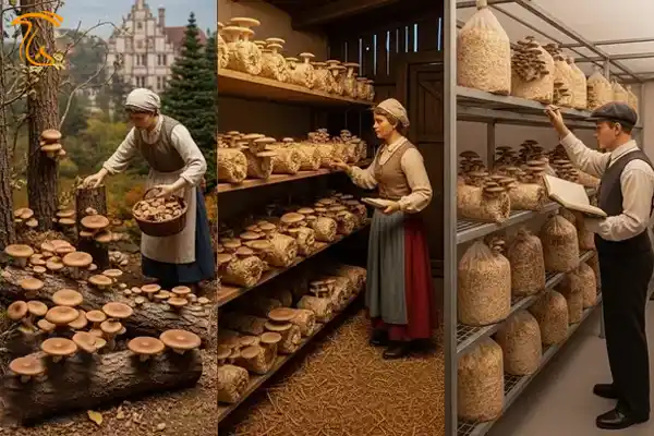 تاریخچه پرورش قارچ صدفی