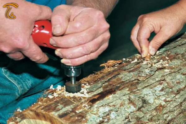 سوراخ کردن کنده درخت برای تلقیح اسپان قارچ شیتاکه - مقاله پرورش قارچ شیتاکه