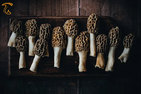 خواص قارچ مورل