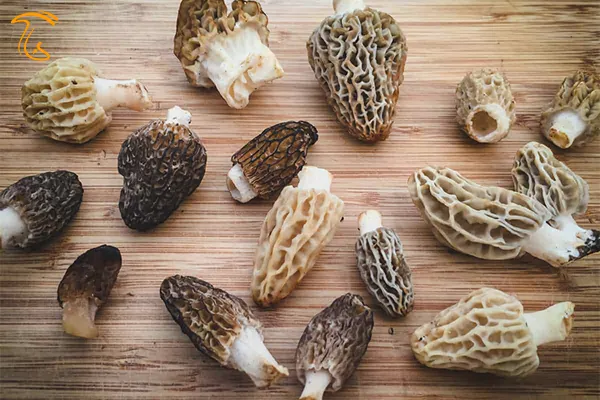 نام قارچ مورل