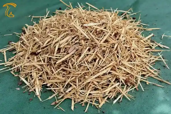 کاه و کلش خرد شده برای کشت و پرورش قارچ صدفی