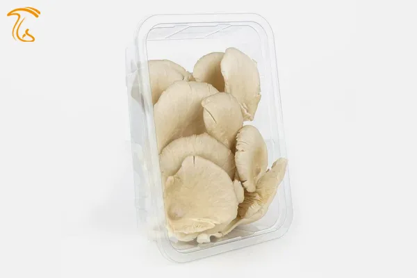 استاندارد بسته بندی قارچ صدفی