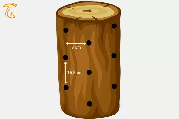 ایجاد سوراخ روی کنده چوب برای کشت قارچ شیتاکه