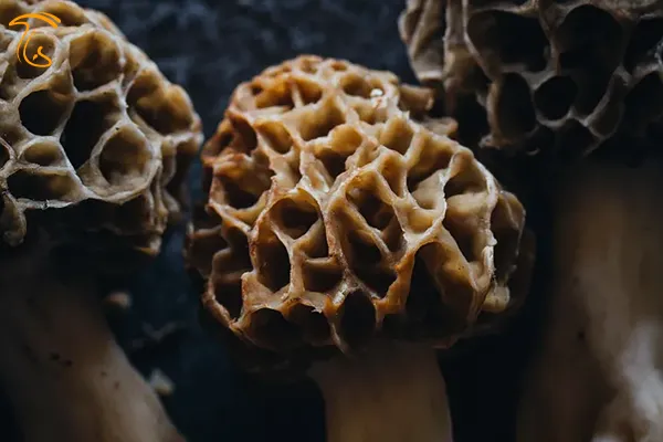 فواید و خواص قارچ مورل