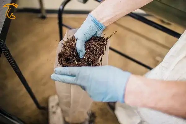 کیسه کردن بستر قارچ صدفی