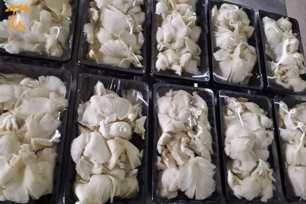 روش های مختلف بسته بندی قارچ صدفی