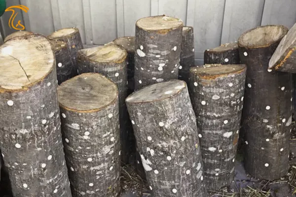 کنده های تلقیح شده با اسپان قارچ شیتاکه - مقاله پرورش قارچ شیتاکه