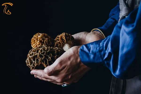 از جمله خواص و فواید قارچ مورل آنتی اکسیدان بالای این قارچ است