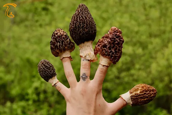 تاریخچه ی قارچ مورل