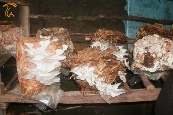 باردهی قارچ صدفی روی بستر